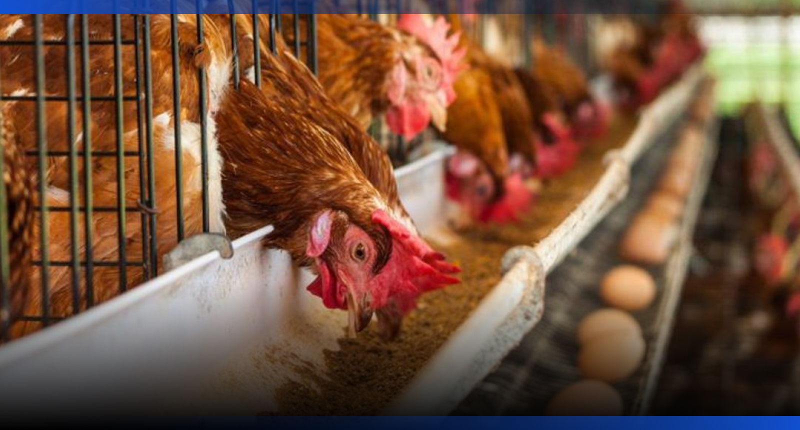 Image for В Туркестанской области построят птицефабрику за 9 млрд тенге